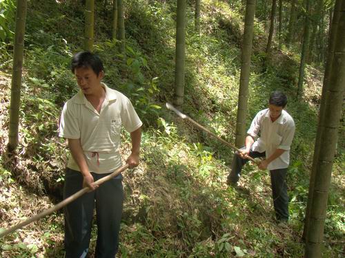 規范聯戶發證　破解林改難題