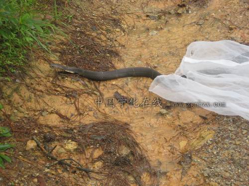 四條眼鏡蛇回到大自然