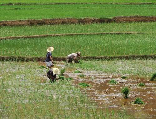 寧化740多萬良種補貼全部發放到戶