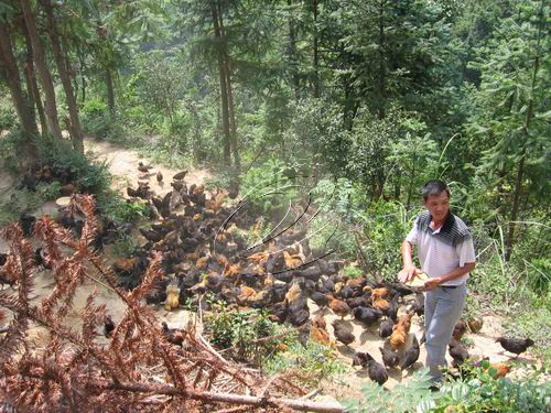 濟村返鄉青年掀起土雞養殖熱