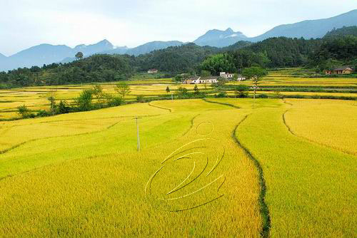 “精彩寧化”：田野上的壯麗詩篇
