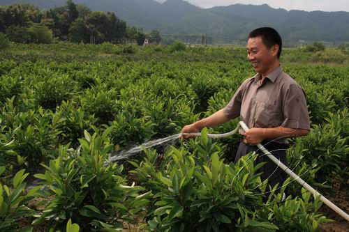 泉上鄭氏兄弟返鄉(xiāng)建花卉苗木基地