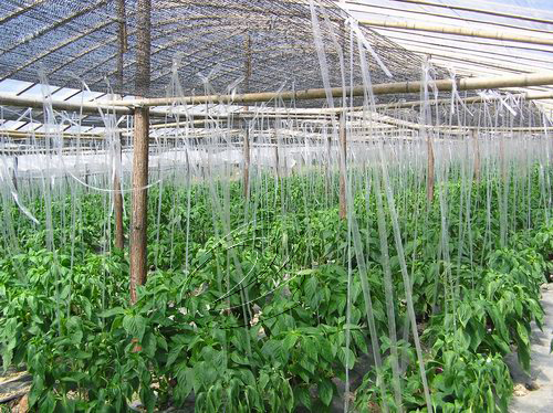 民族風(fēng)采：下沙村特色種養(yǎng)初具規(guī)模