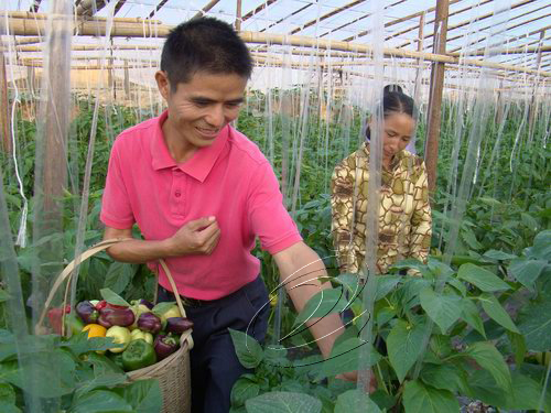 寧化彩椒“走進”生鮮超市