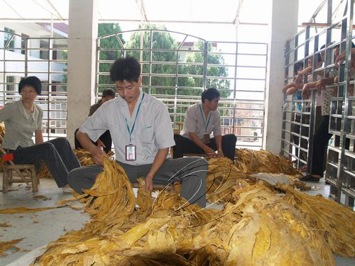 寧化“翠碧一號”收購量破30萬擔