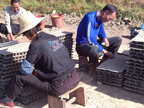 淮土鄉(xiāng)7000畝“翠碧一號”開始播種