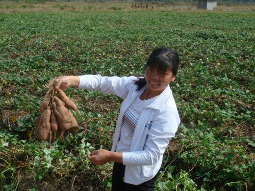 城南鄉魚龍村計生戶種彩色紅薯增收