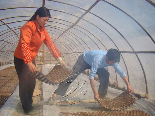 種煙效益好　煙農播種忙