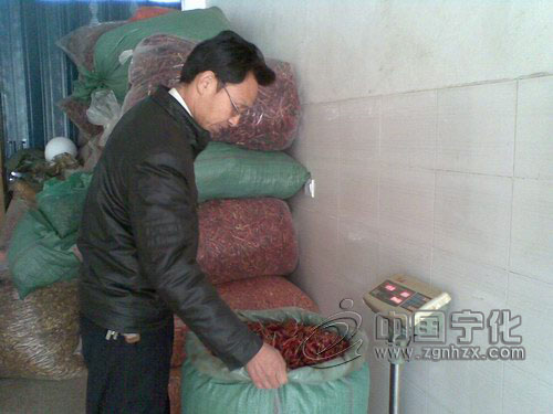 “朝天椒王”張元勤