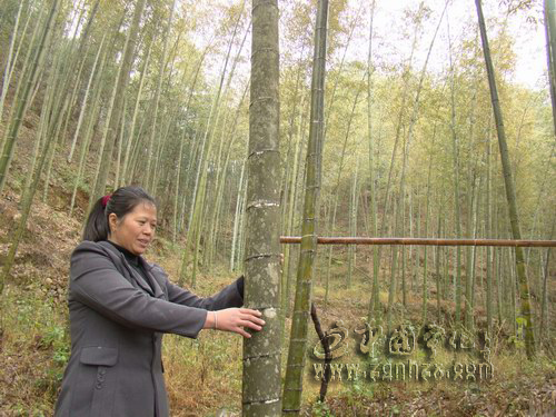 坪埔村科學種竹，筍竹滿山