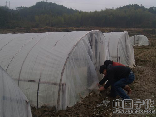 寧化290名煙技員田間抗凍忙