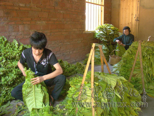 寧化“翠碧一號”烤煙獲省名牌產品稱號