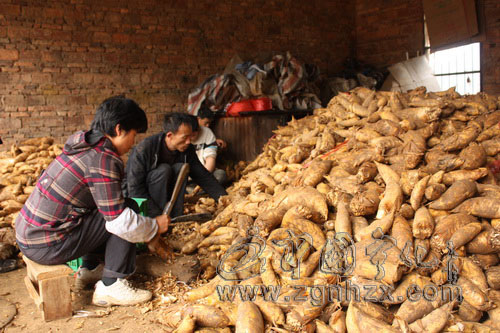 治平冬筍豐收竹農(nóng)笑