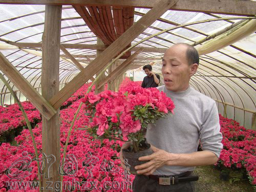 泉上鴻盛四美基地花木園產銷兩旺