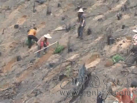 寧化完成春季造林27000畝