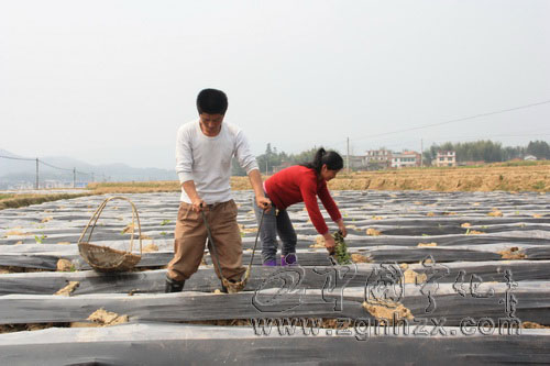 泉上鎮(zhèn)：調(diào)運(yùn)煙苗救急　煙農(nóng)搶時(shí)移栽