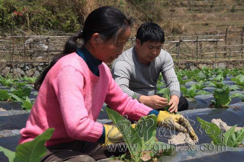 寧化受災煙苗開盤轉青