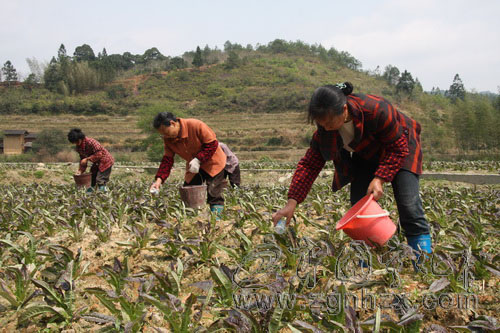 治平畬族鄉規模種植萵苣　農民致富有了新亮點