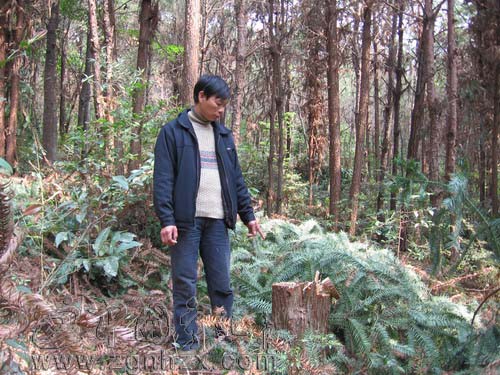 魚龍森林派出所查獲一起團伙盜伐國有林木案