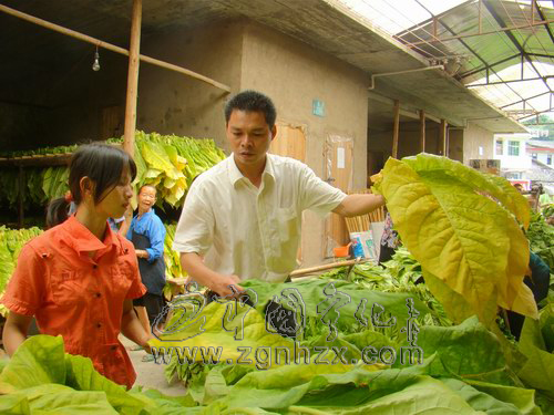 黨代表風(fēng)采④:鐘玉春:“我的“辦公室”在煙田里
