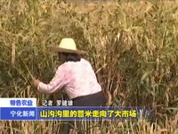 山溝溝里的薏米走向了大市場