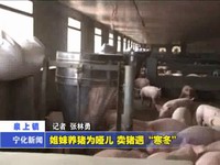 姐妹養豬為啞兒 賣豬遇“寒冬”