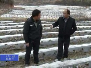 我縣迅速開展雪后防寒抗凍工作