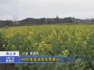 淮土鄉4000多畝油菜長勢喜人