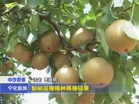 梨樹高接換種再結(jié)碩果