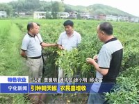 引種朝天椒  農民喜增收