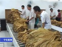 我縣已收購煙葉22萬多擔