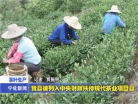 我縣被列入中央財(cái)政扶持現(xiàn)代茶業(yè)項(xiàng)目縣