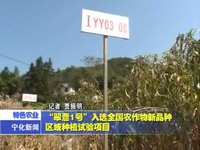 “翠薏1號”入選全國農作物新品種區域種植試驗項目