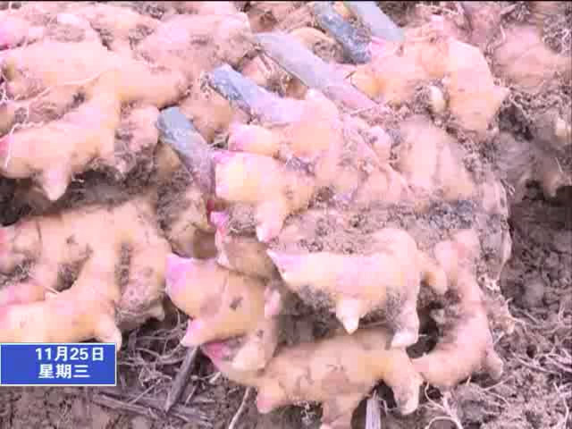 40萬斤黃姜滯銷急盼外銷