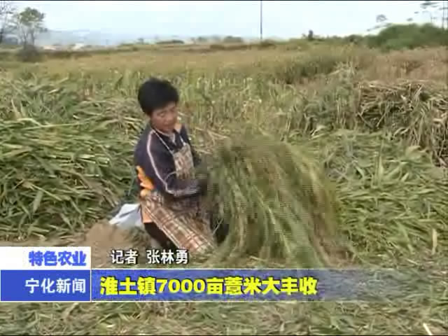 淮土鎮7000畝薏米大豐收