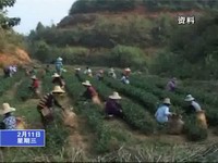 發揮服務作用 推動茶業發展