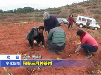 陽春三月種茶時