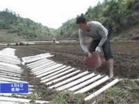 曹坊鎮(zhèn)引進(jìn)套管技術(shù)種植淮山