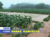 遭暴雨襲擊 我縣煙葉受災(zāi)嚴(yán)重