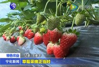 草莓采摘正當時