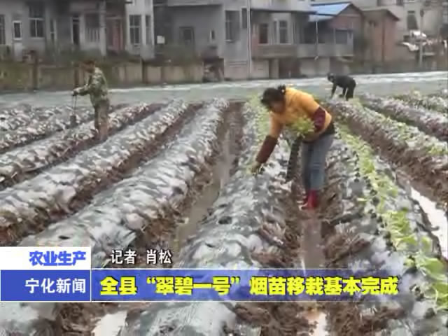 全縣“翠碧一號(hào)”煙苗移栽基本完成