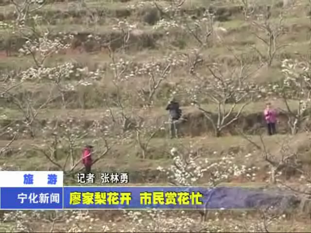 廖家梨花開 市民賞花忙