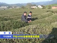 寧化4500畝春茶受凍遭損