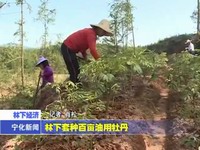 林下套種百畝油用牡丹