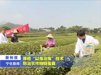 移植“以蟲治蟲”技術  防治農作物蚜繭病