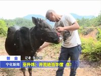 巫升煒：開荒地當牛倌 牛！