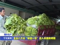 寧化縣八萬畝“翠碧一號”采摘烘烤期