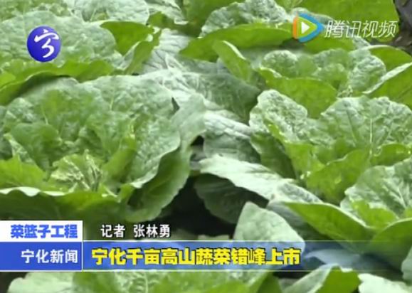 寧化千畝高山蔬菜錯(cuò)峰上市