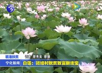白蓮：團結(jié)村脫貧致富新法寶
