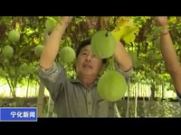 80畝瓜蔞變“金瓜”